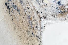 Why You Should Choose Our Mold Remediation Services in Van Horn, TX